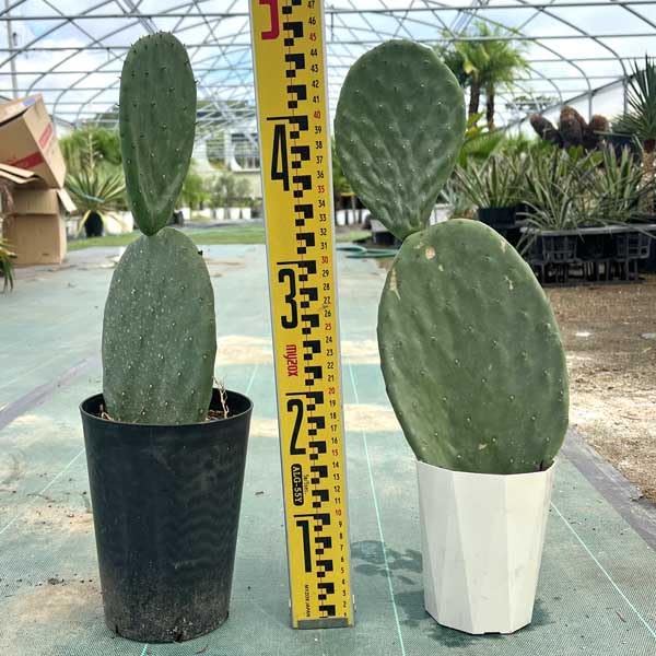 うちわサボテン　大株　ドライガーデンにどうですか？ ウチワサボテン サボテン ドライガーデン : LeaMalapua - 通販